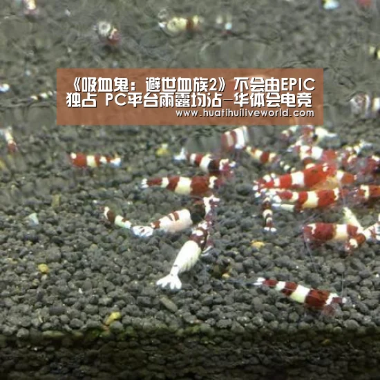 《吸血鬼:避世血族2》不会由EPIC独占 PC平台雨露均沾-华体会电竞(图3) 华体会竞猜