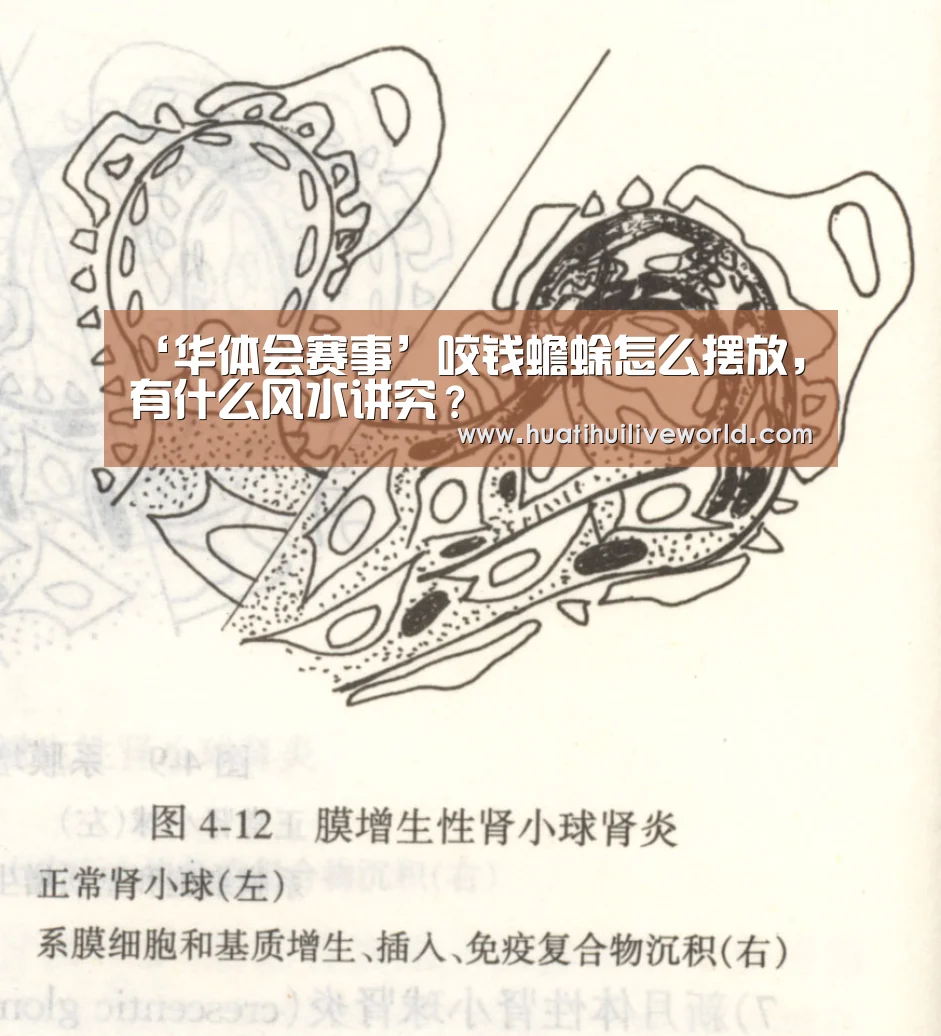 ‘华体会赛事’咬钱蟾蜍怎么摆放,有什么风水讲究?(图2) 华体会电竞